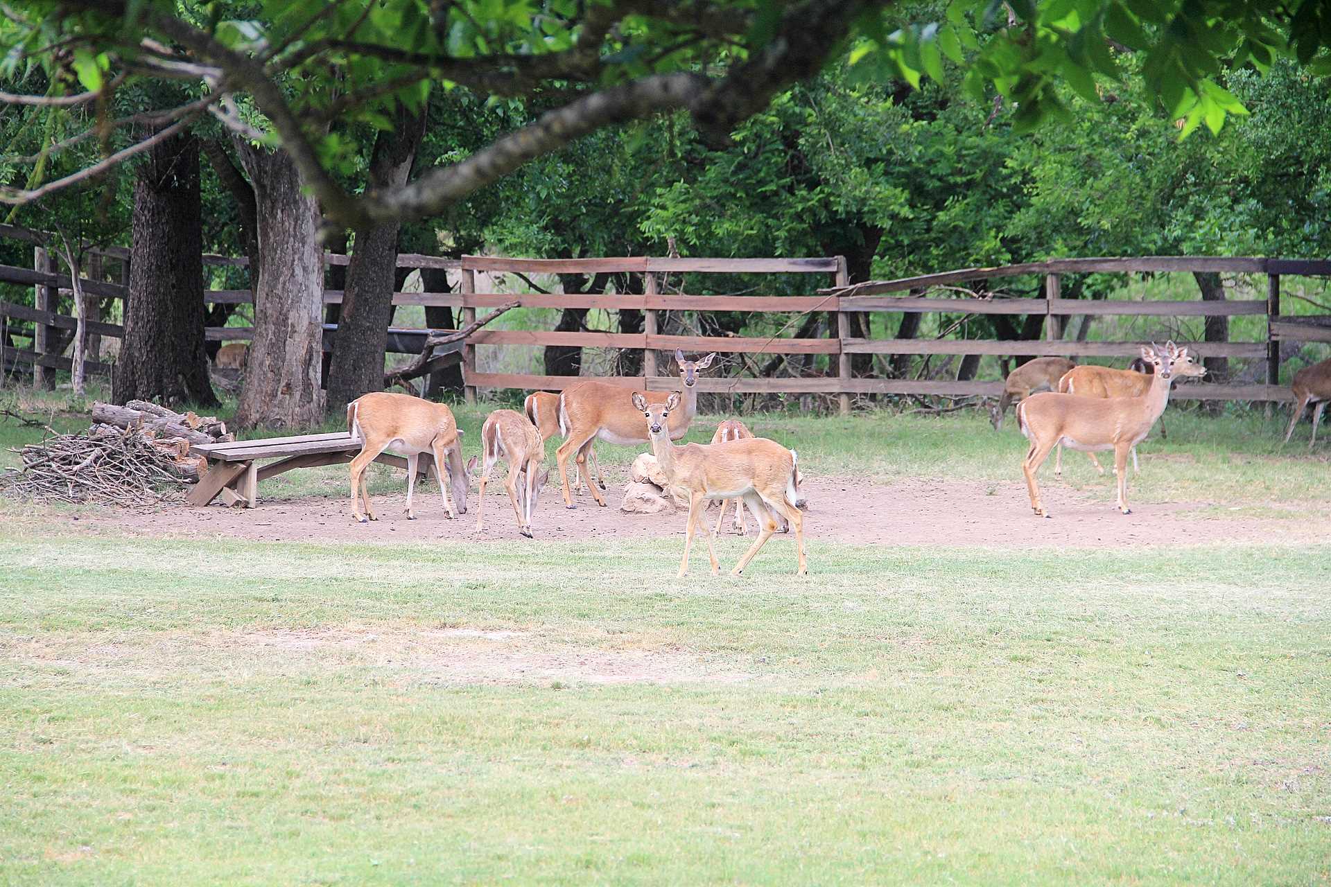                                                 The Double U Barr Ranch is a deer-friendly space, and they often stop by, to the delight of our guests!