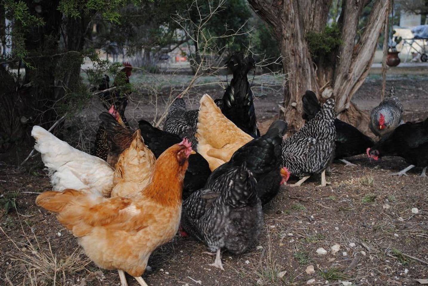                                                Are your morning eggs farm fresh? These ladies will vouch that they are!