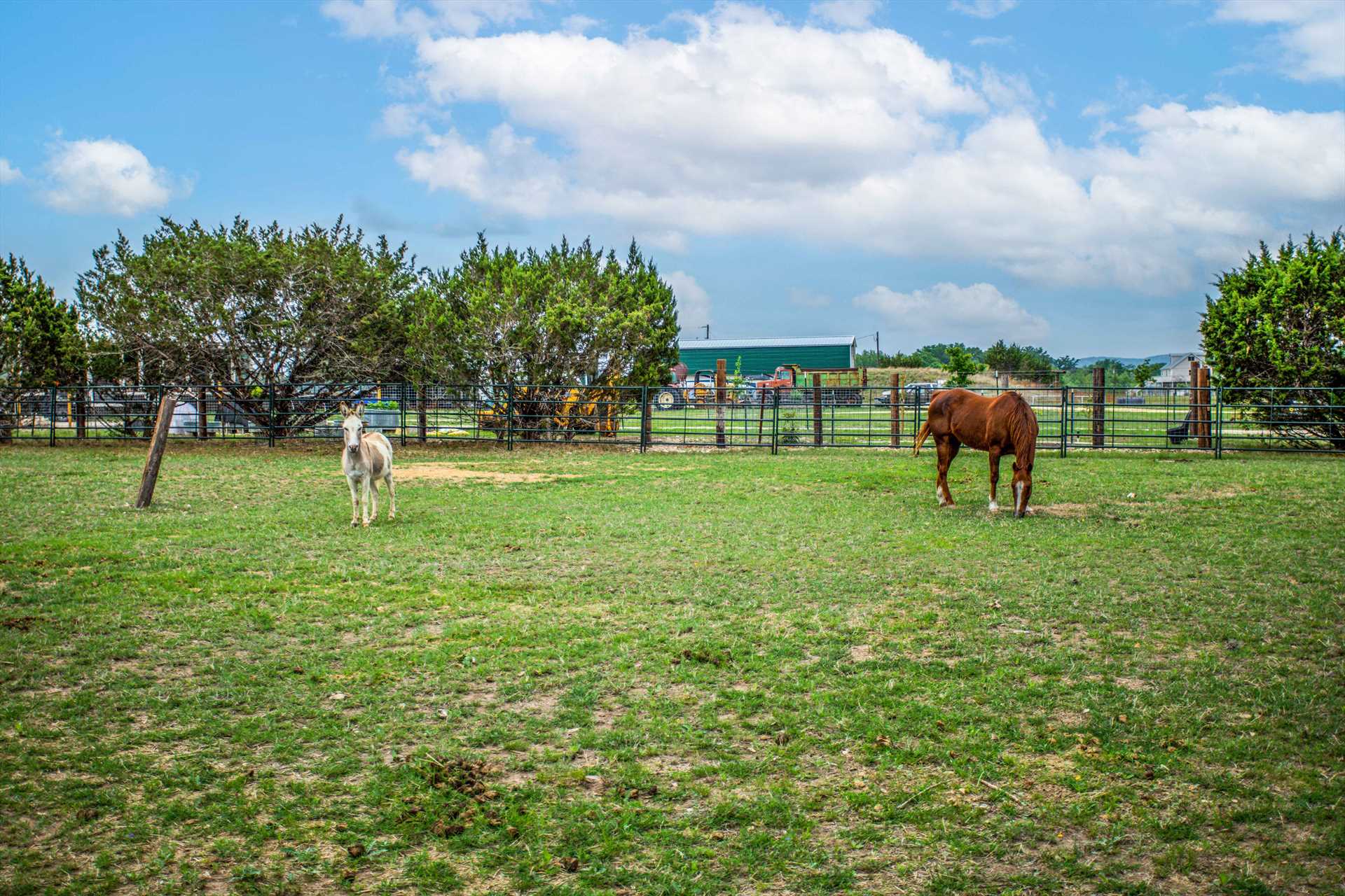                                                 Sassy and Red Duke call this neck of the Hill Country home, and chances are they'll welcome you when you arrive!